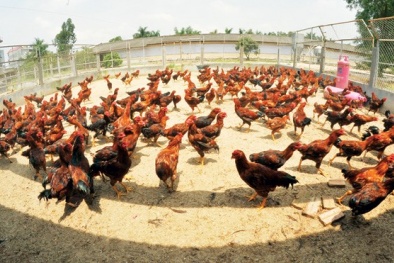 Phấn đấu mỗi Đăng ký và nhận 60K 24 bao lì xì miễn phí mỗi ngày ngày Tết có gà chín cựa thắp hương